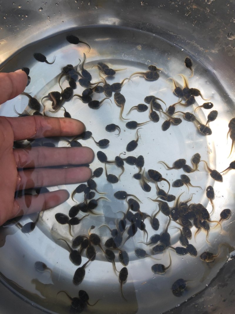 干净漂亮成活率高牛蛙蝌蚪苗大中小圆头都有