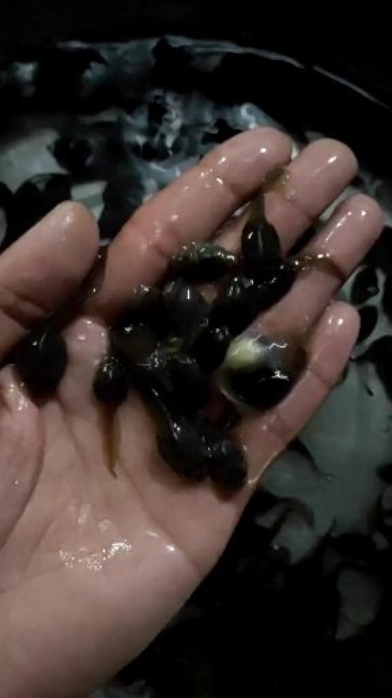 干净漂亮成活率高牛蛙蝌蚪苗大中小圆头都有