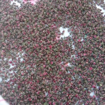金边玫瑰花干花