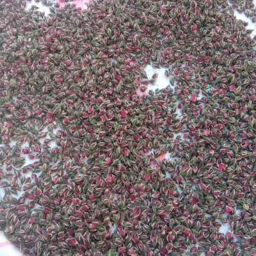 金边玫瑰花干花