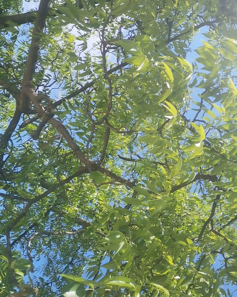 核桃薄皮核桃养生核桃贵州大山核桃，保证新鲜，果肉充实