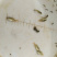 红白鲳鱼苗6朝大小都有