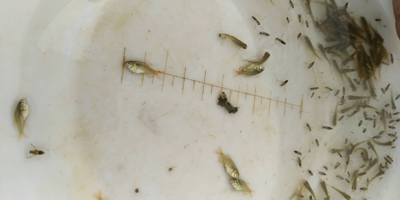 红白鲳鱼苗6朝大小都有