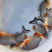 红白鲳鱼苗6朝大小都有