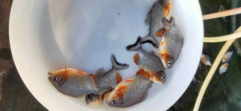 红白鲳鱼苗6朝大小都有