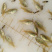 红白鲳鱼苗6朝大小都有
