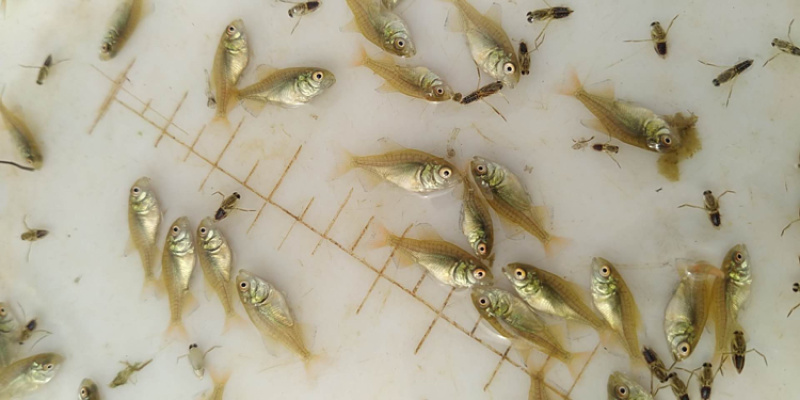 红白鲳鱼苗6朝大小都有
