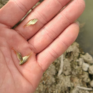 红白鲳鱼苗6朝大小都有