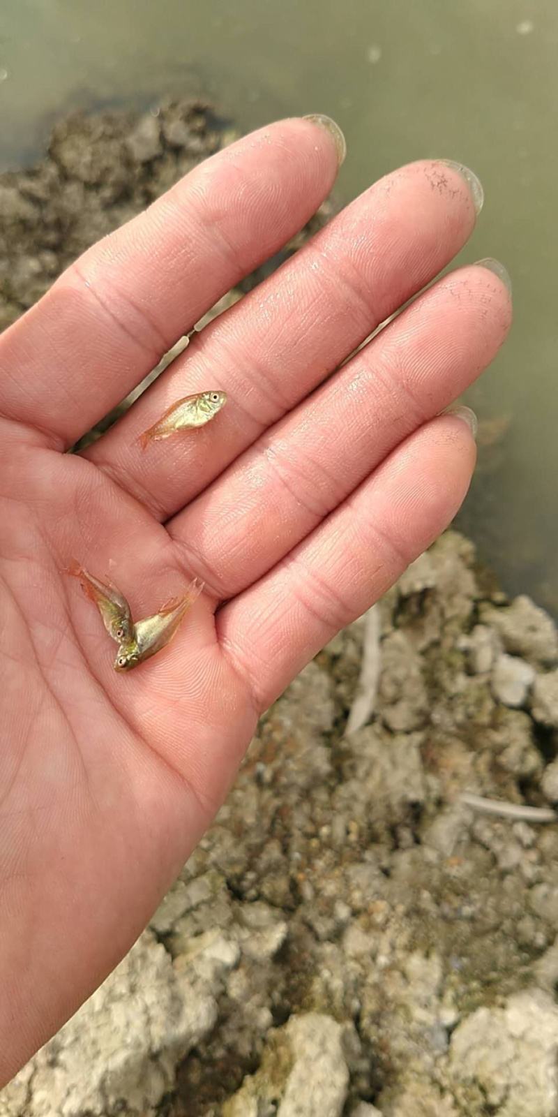 红白鲳鱼苗6朝大小都有
