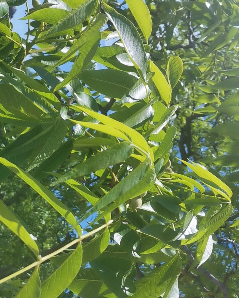 核桃薄皮核桃养生核桃贵州大山核桃，保证新鲜，果肉充实