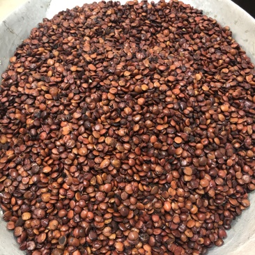 昌玉药材炒枣仁产地直销薄利多销