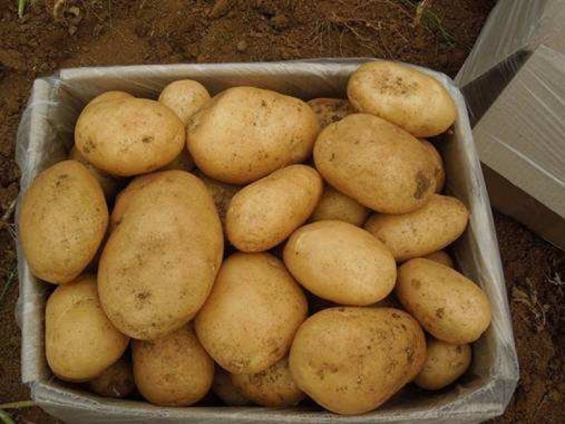 【专业代办】大凉山丽薯六号土豆大量供应市场商超