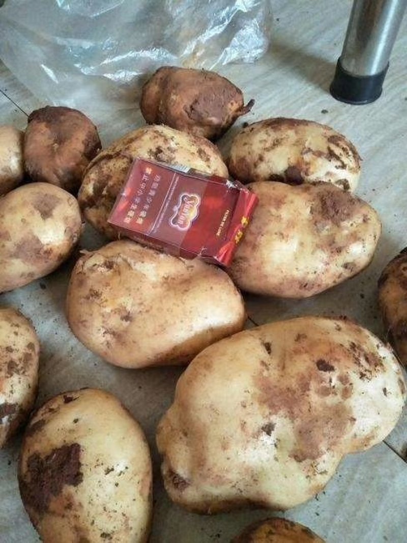 【专业代办】大凉山丽薯六号土豆大量供应市场商超