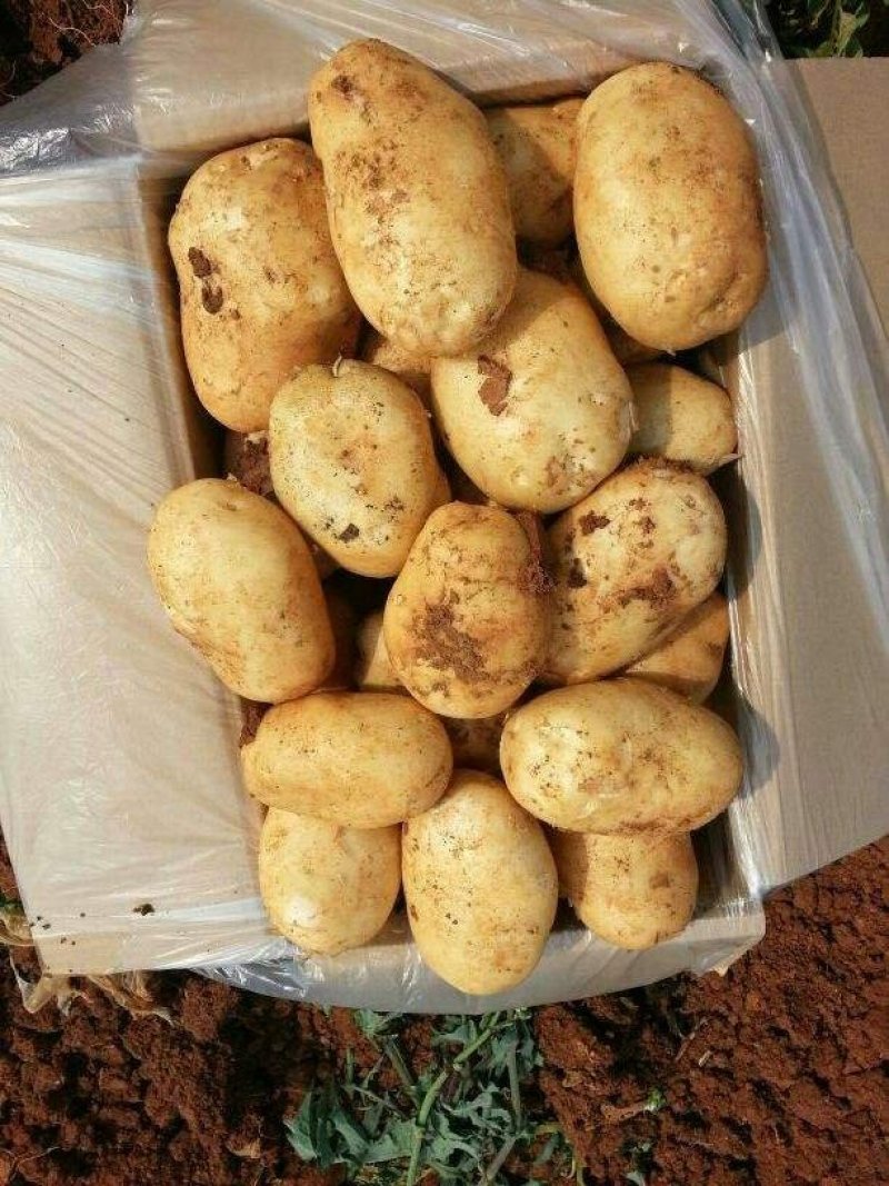 【专业代办】大凉山丽薯六号土豆大量供应市场商超