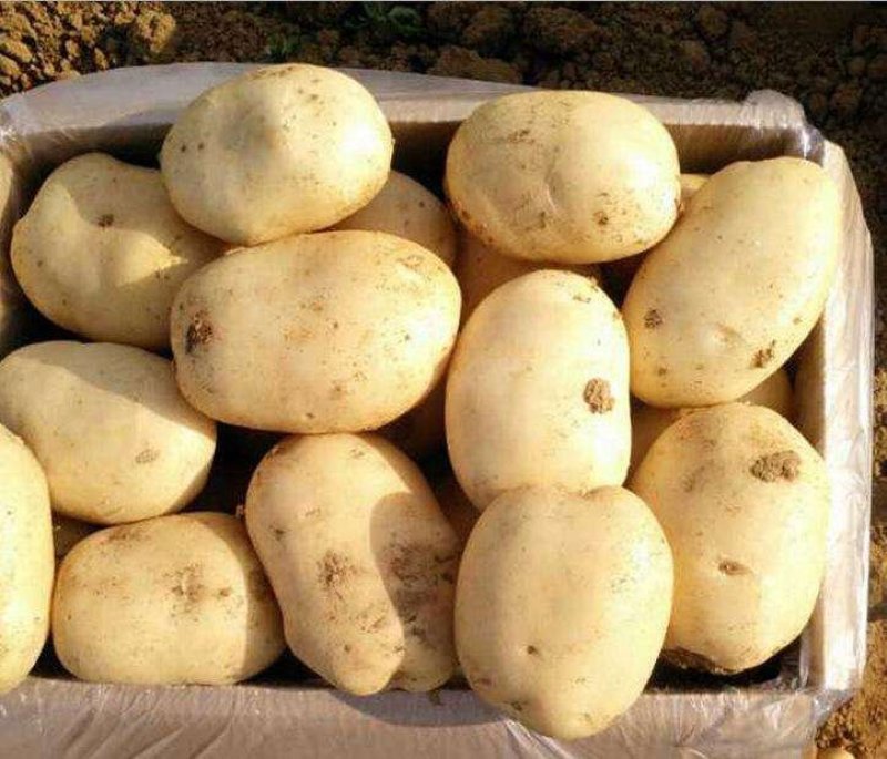 【专业代办】大凉山丽薯六号土豆大量供应市场商超