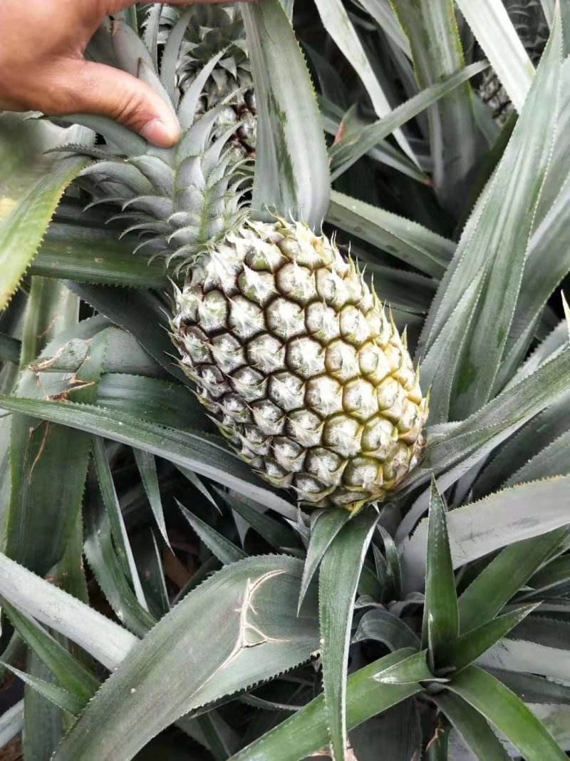 推荐热销云南省河口山地香水小菠萝，电商，及市场货大量供应