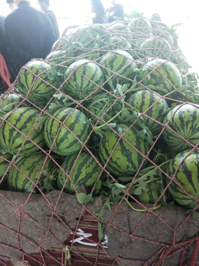 大量供应：亳州市谯城区露天美都麒麟西瓜，基地直供，一手货