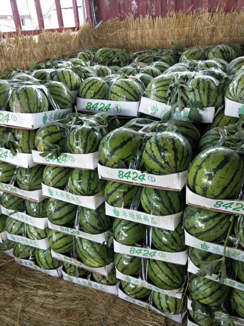 大量供应：亳州市谯城区露天美都麒麟西瓜，基地直供，一手货