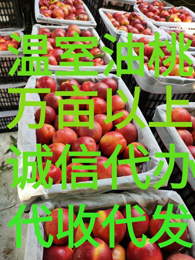 永莲蜜桃，货发全国。