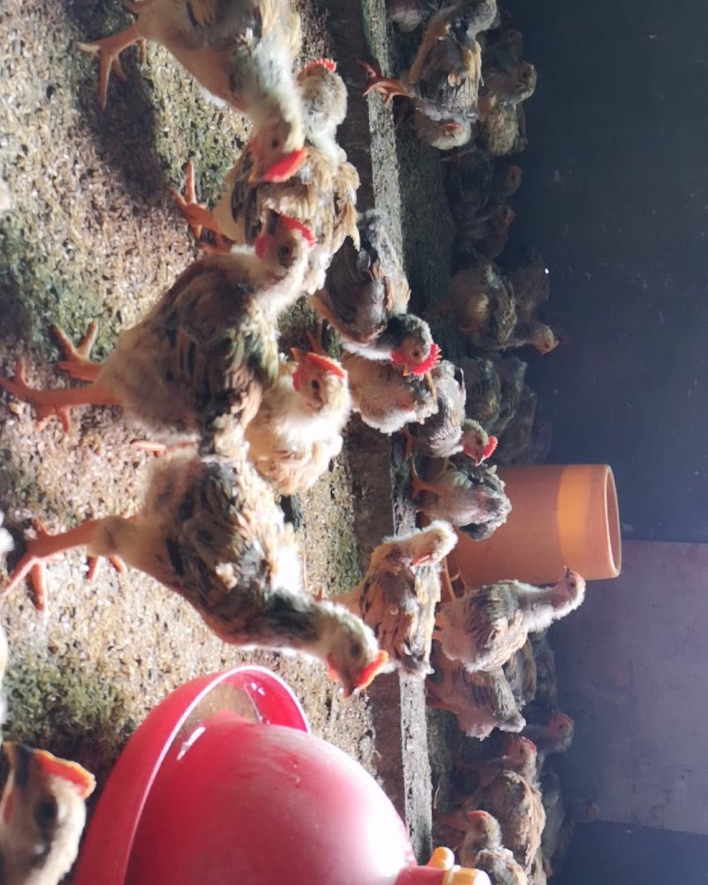 开栏开栏，正宗K901，23000开栏，品质保证，