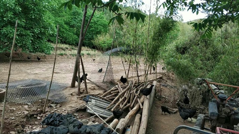 云滇放养纯正玉米虫草土鸡白条真空包装。
