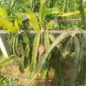 火龙果苗