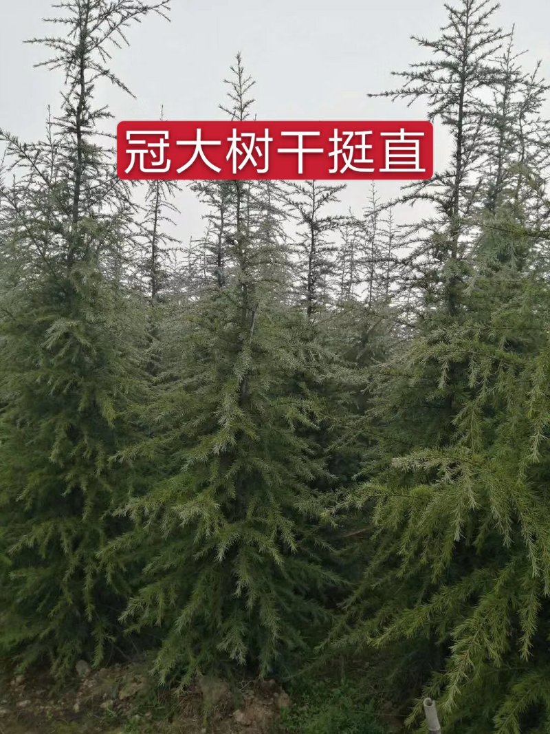 【一亩田精选】雪松1-7米河南雪松包上车一条龙服务