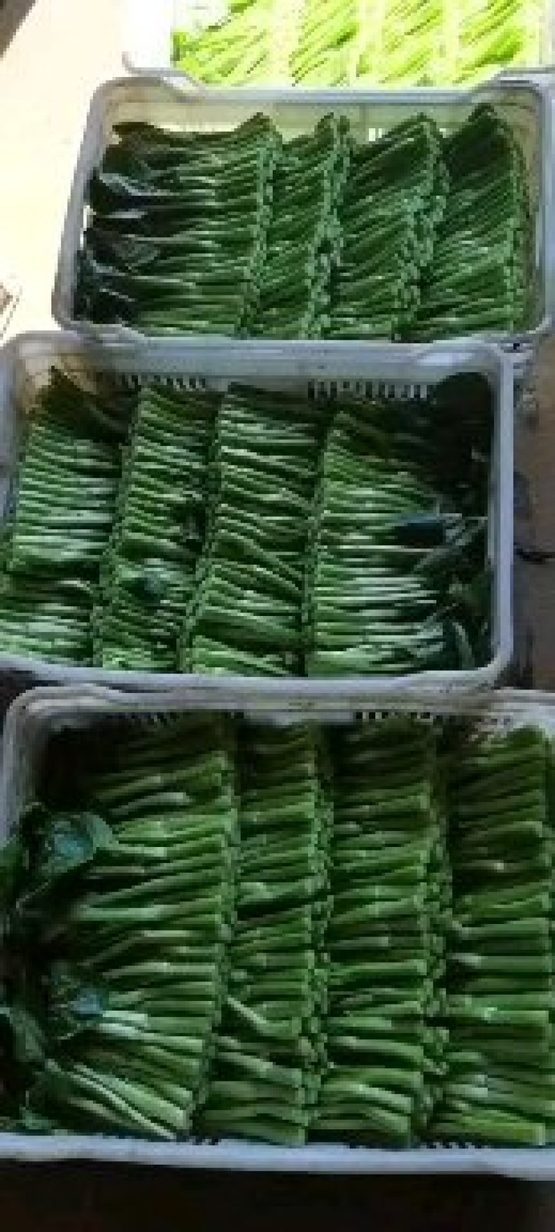 菜心基地直批。当你点开我却走了，我们真的就错过了。