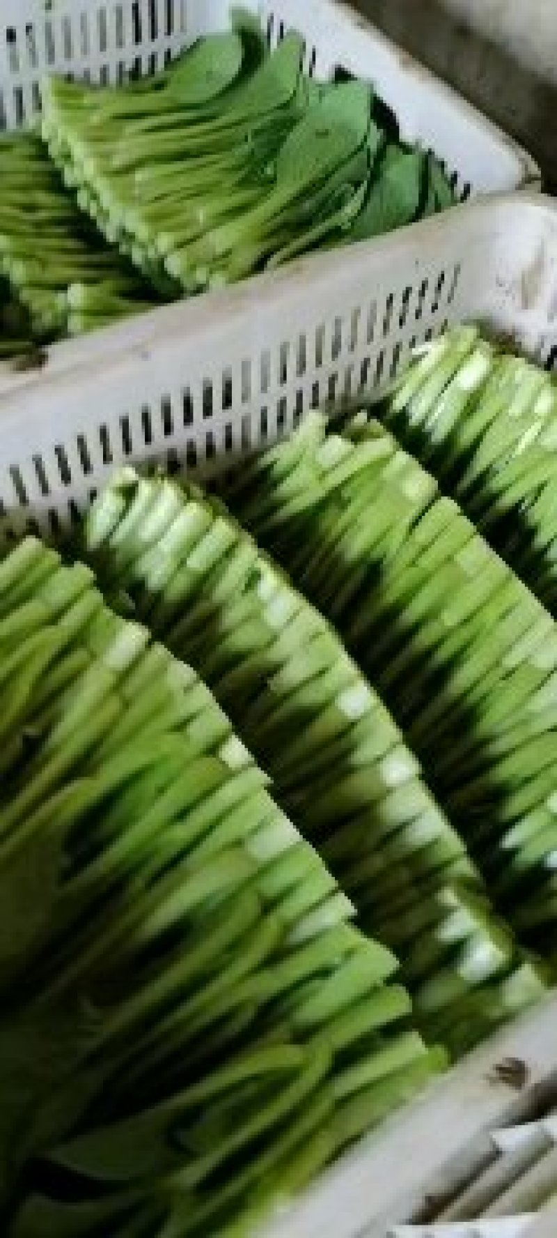 菜心基地直批。当你点开我却走了，我们真的就错过了。