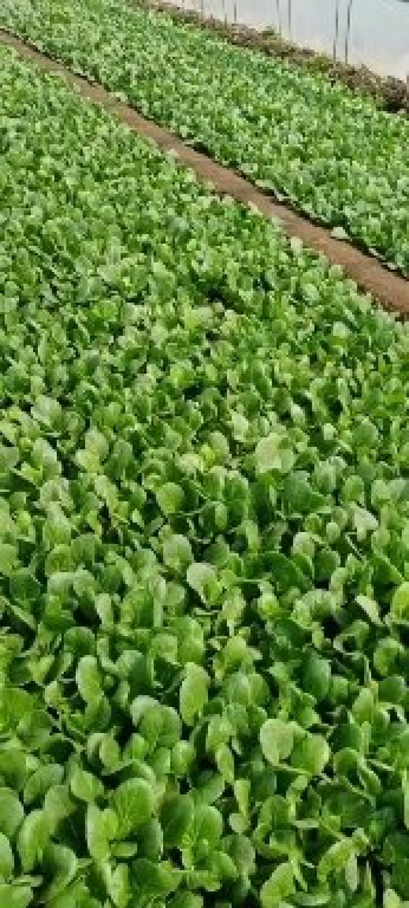 菜心基地直批。当你点开我却走了，我们真的就错过了。