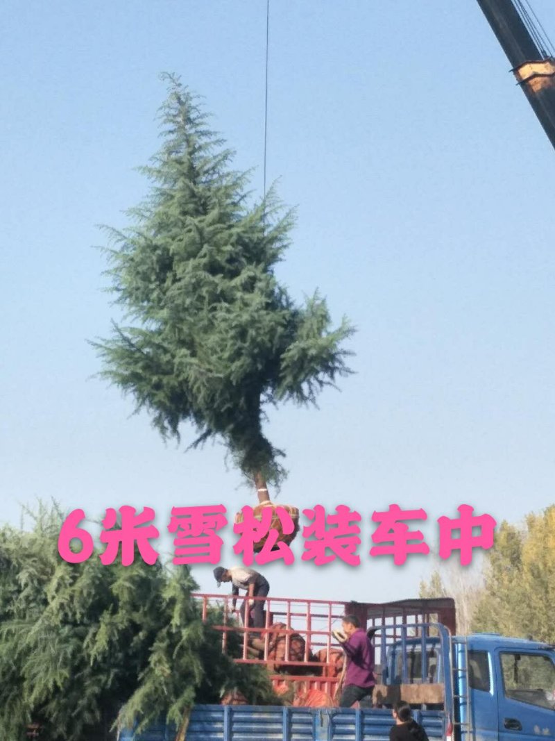 【精品推荐】雪松河南雪松鑫缘绿化苗圃全部货品包上车
