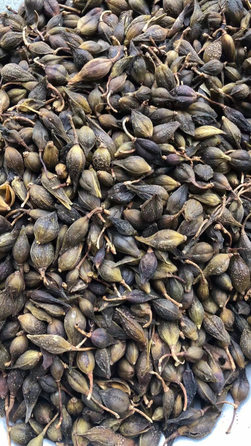 昌玉药材连翘产地直销薄利多销