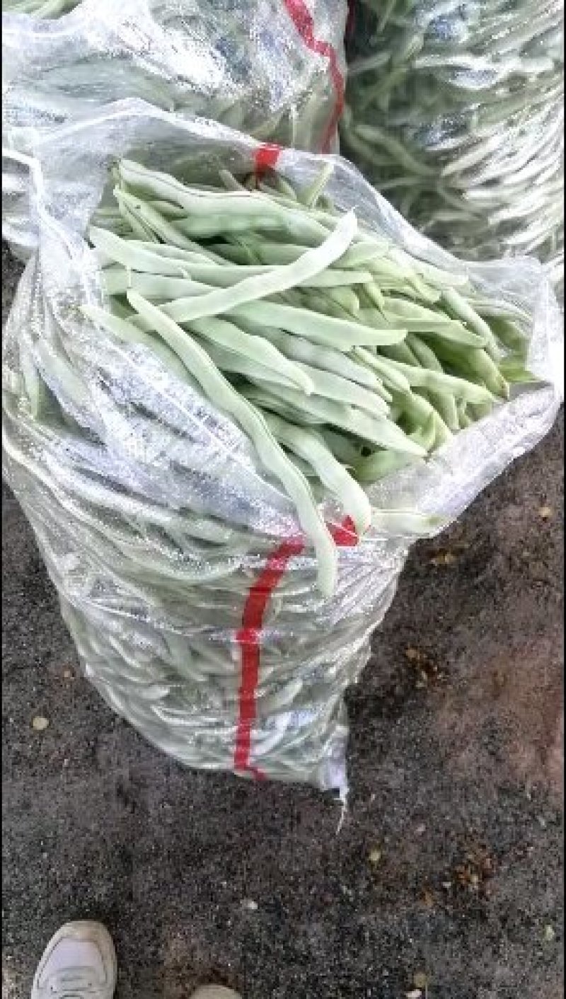 白条豆角，条长！肉厚口感好！种植面积广大！货源充足