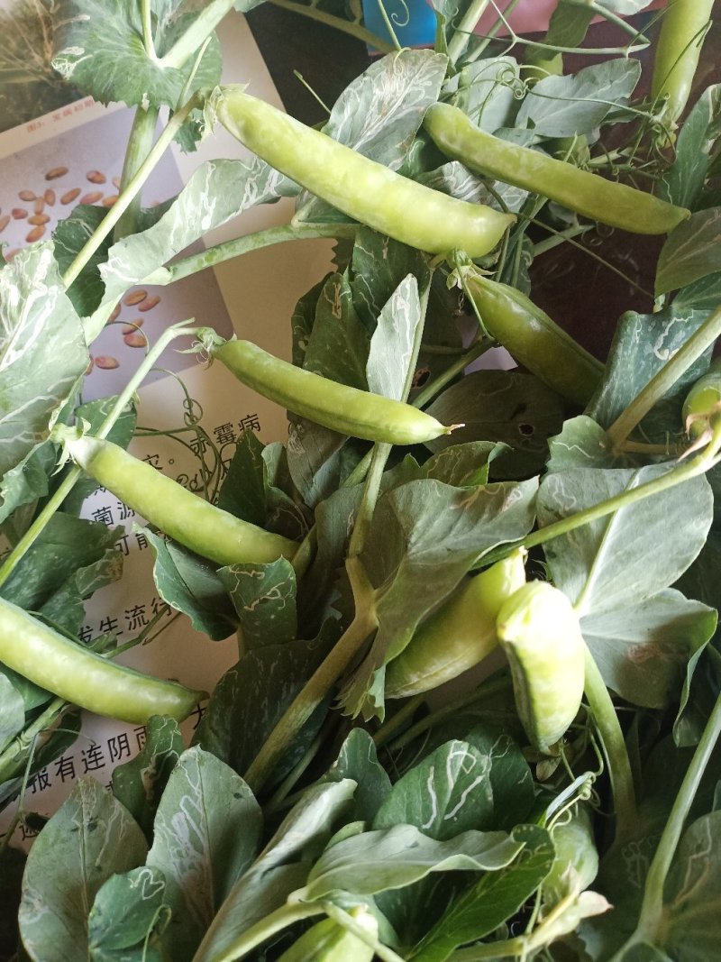 豌豆荚精品货大量供应中