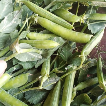 豌豆荚精品货大量供应中