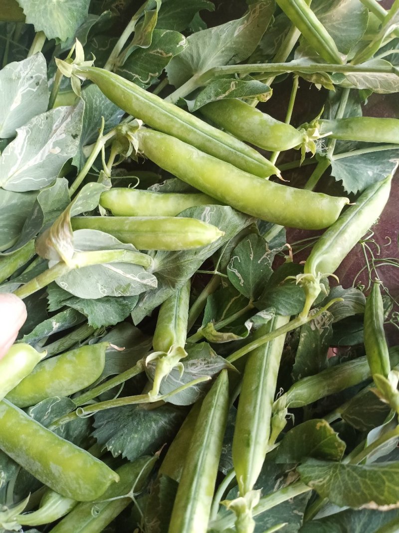 豌豆荚精品货大量供应中