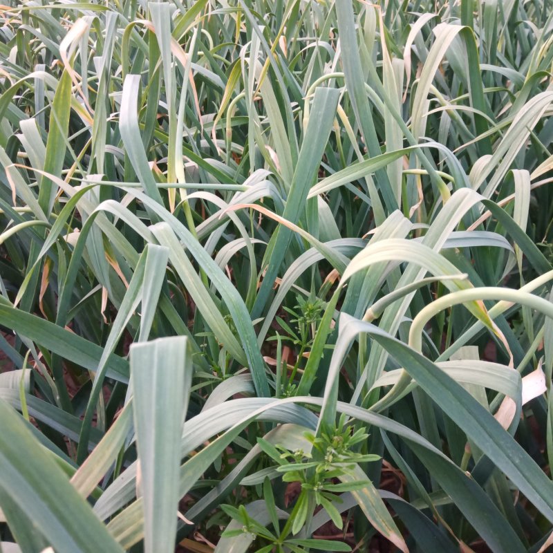 河北邯郸大名蒜薹大量上市
