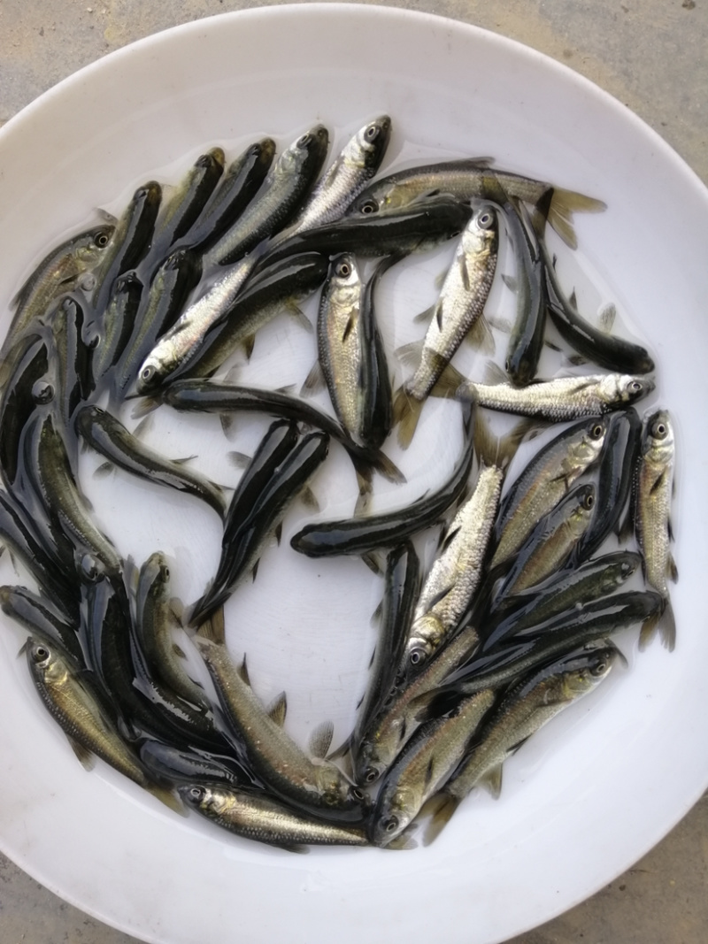 青草鱼苗黑草鱼苗黑皖鱼苗已训食料欢迎订购