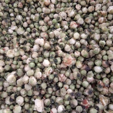 山茶花，常年批发供应雪莲花药食同源中药材