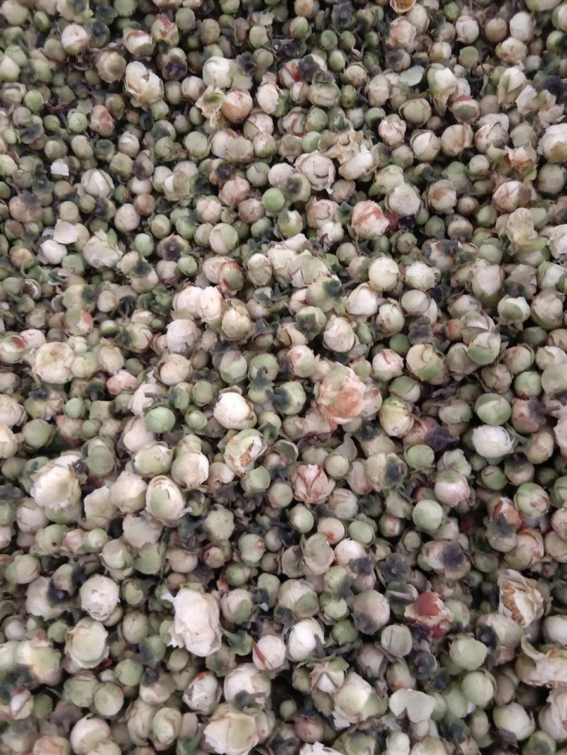 山茶花，常年批发供应雪莲花药食同源中药材