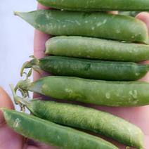 长寿仁豌豆