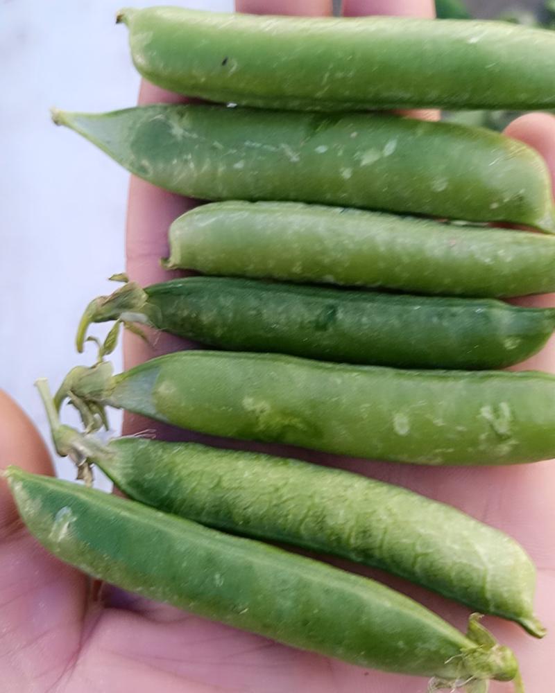 长寿仁豌豆