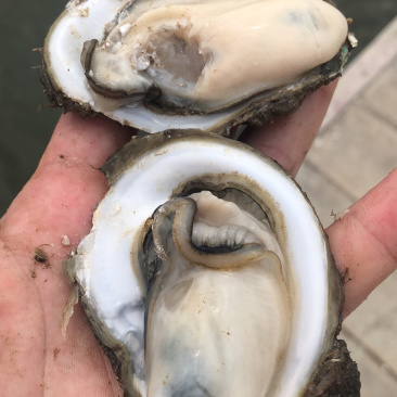 湛江生蚝，货源充足，长期合作