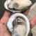 湛江生蚝，货源充足，长期合作