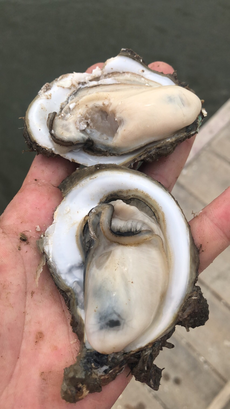 湛江生蚝，货源充足，长期合作