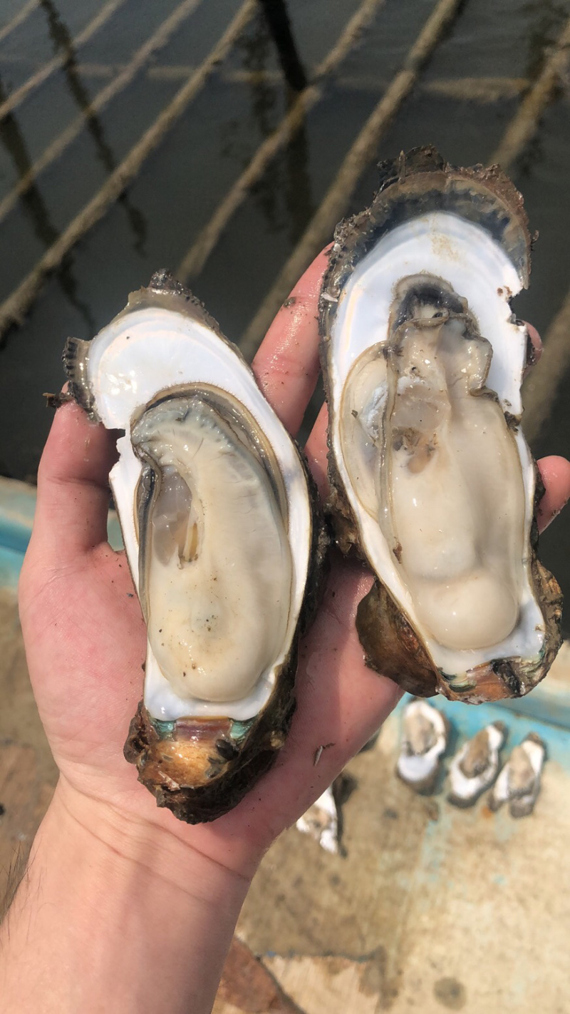 湛江生蚝，货源充足，长期合作