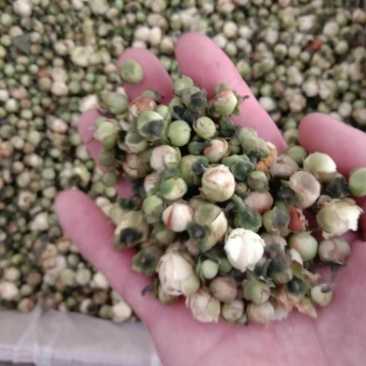 山茶花，常年批发供应药食同源，雪莲花中药材