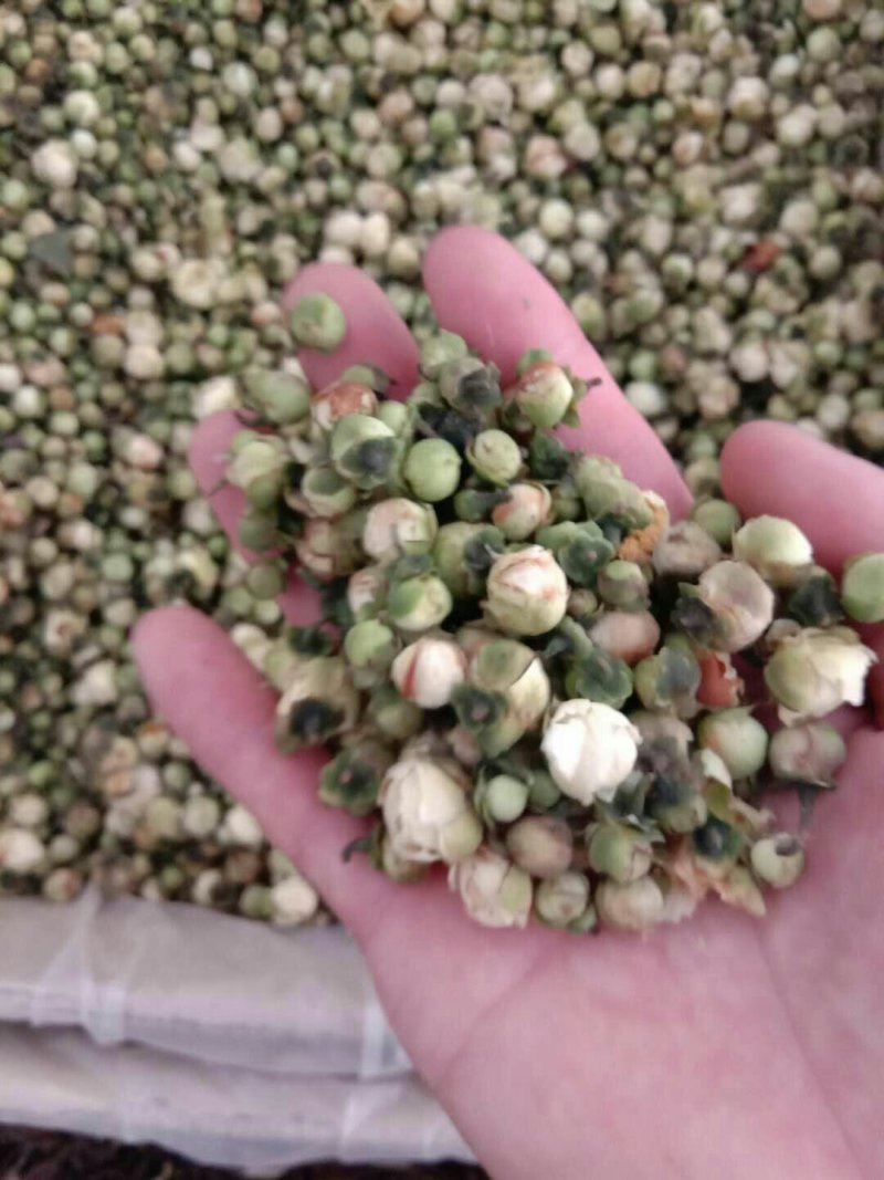 山茶花，常年批发供应药食同源，雪莲花中药材
