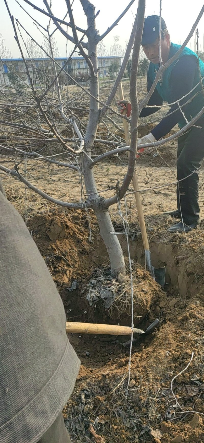 樱桃树，供应占地樱桃树，视频看树，視频装树，保质保量发货