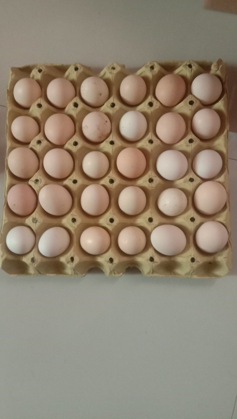 土鸡种蛋